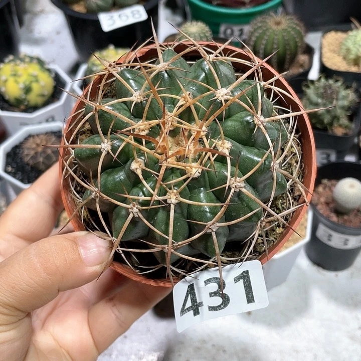 431实生狂刺圆盘玉