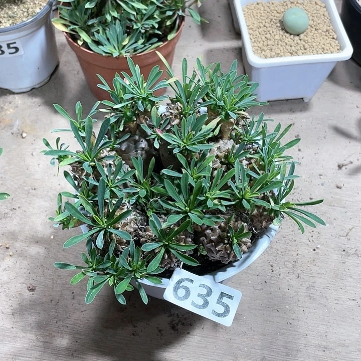 福*姊635超大盆峨眉山多头