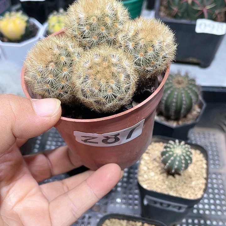 ?**?287实生金刺嘉文丸多头