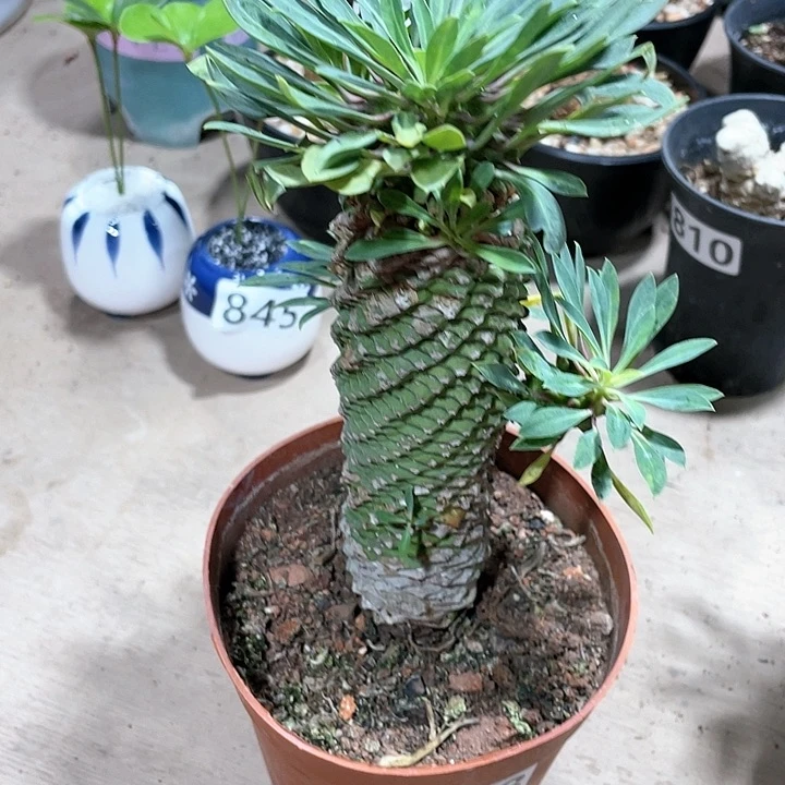 终*你878大铁甲麒麟块根