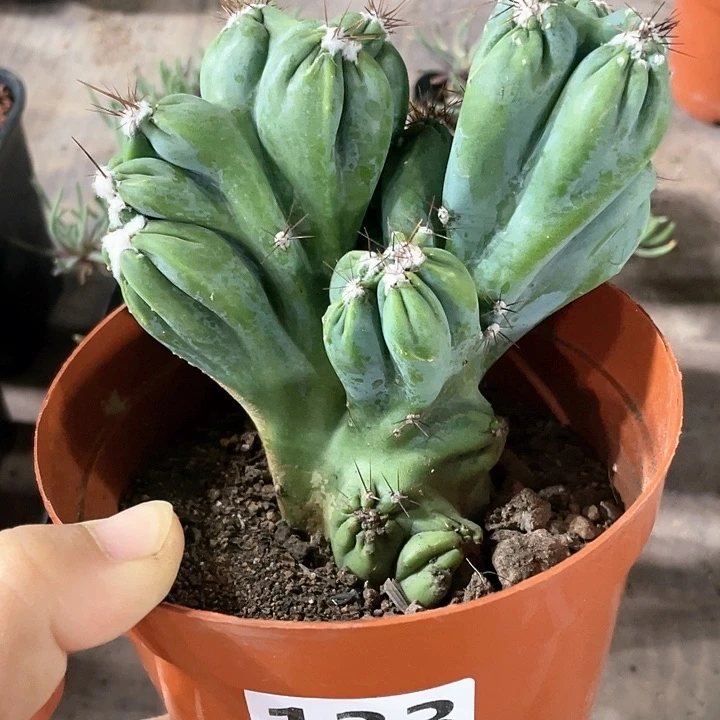 133紫云罗汉山影