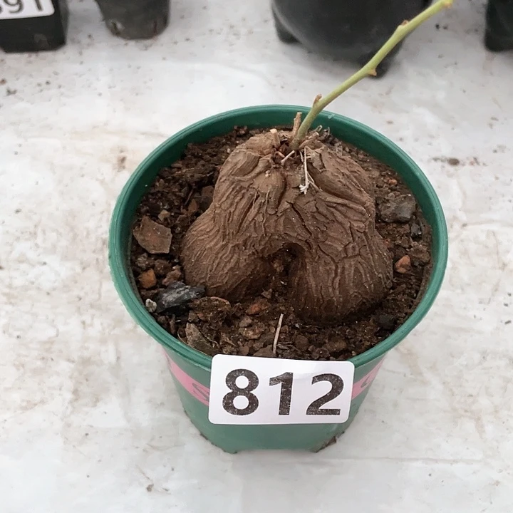 812象足龟甲龙块根