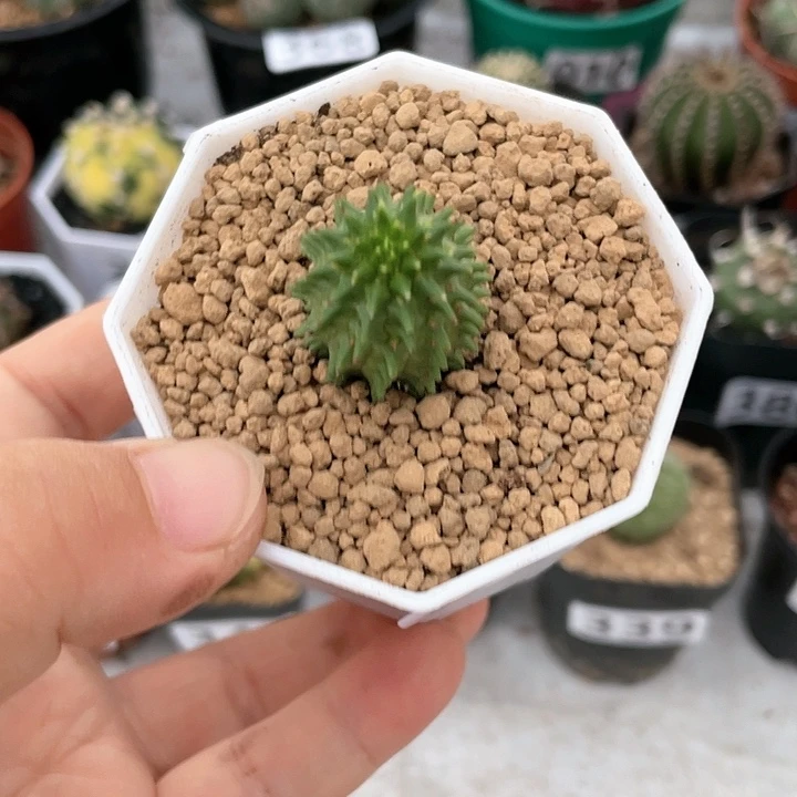 394海胆大戟仙人球