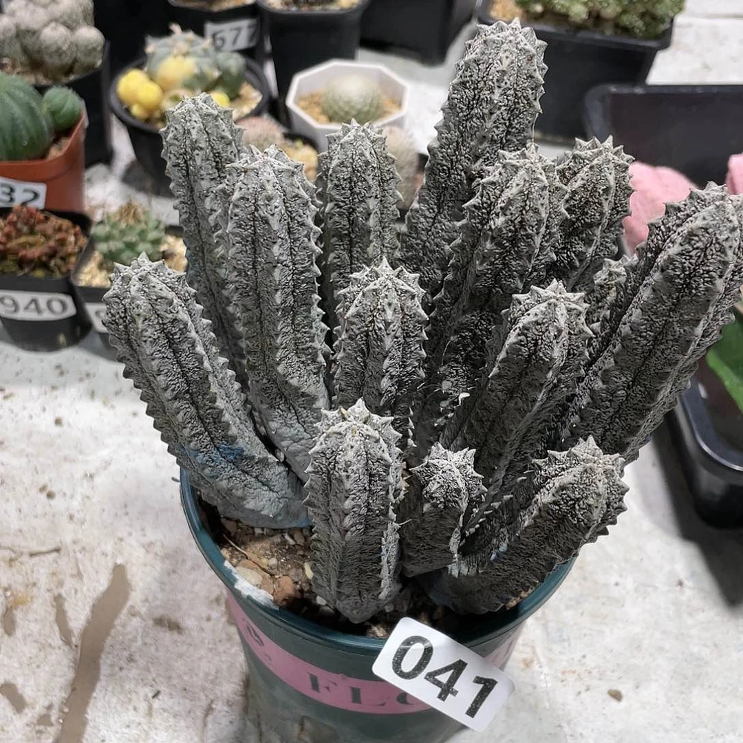 041水泥柱多头整群