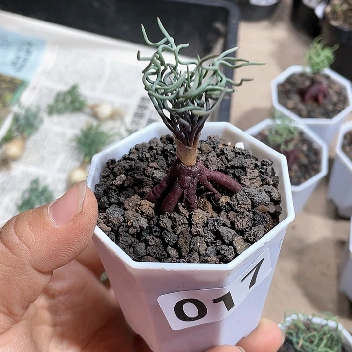 小**A017方便面弹簧草