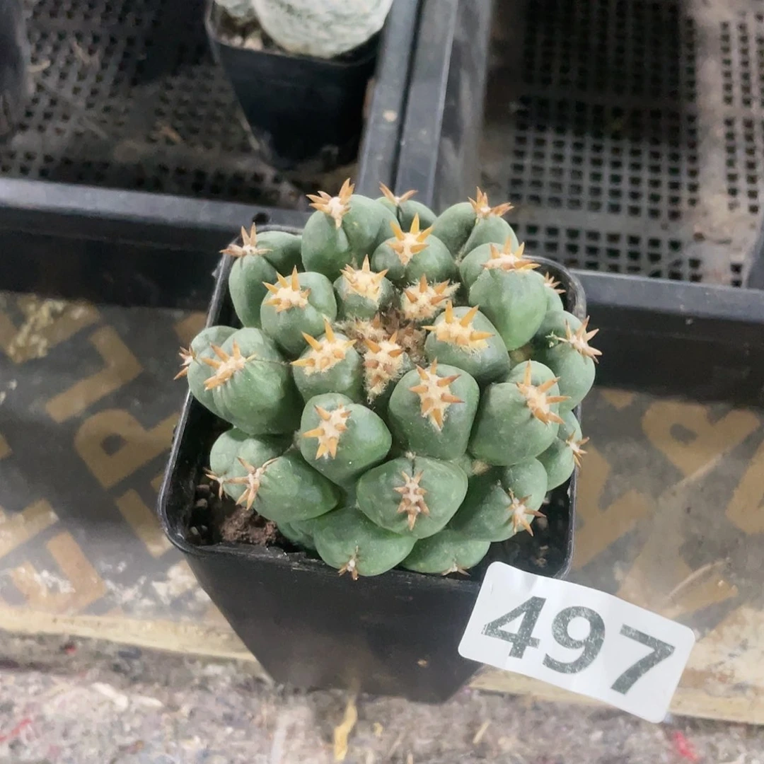 497短豪刺象牙仙人球