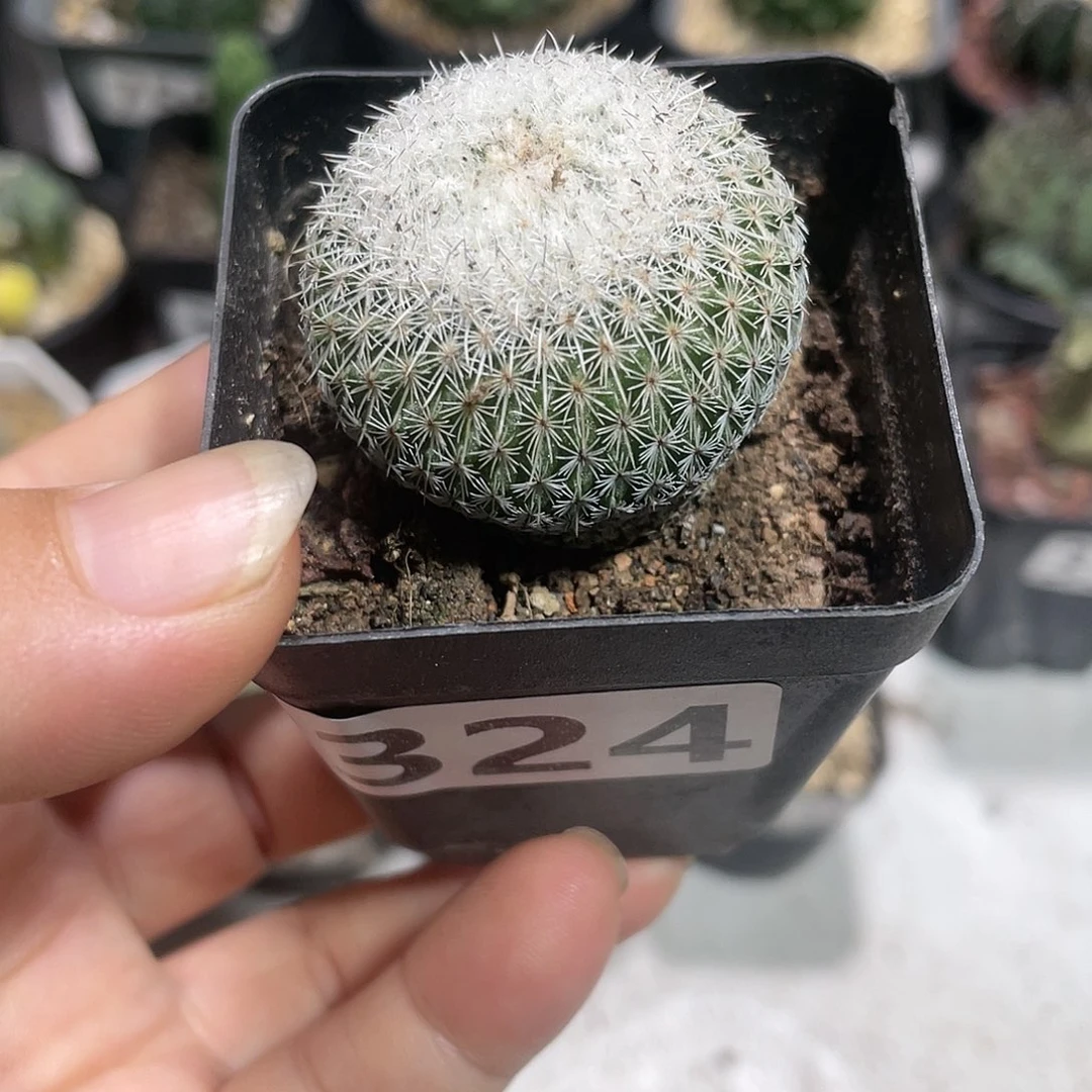 324 乌月丸仙人球