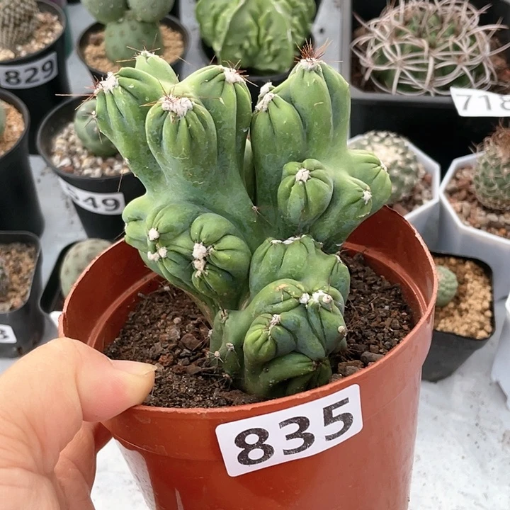 835紫云罗汉山影