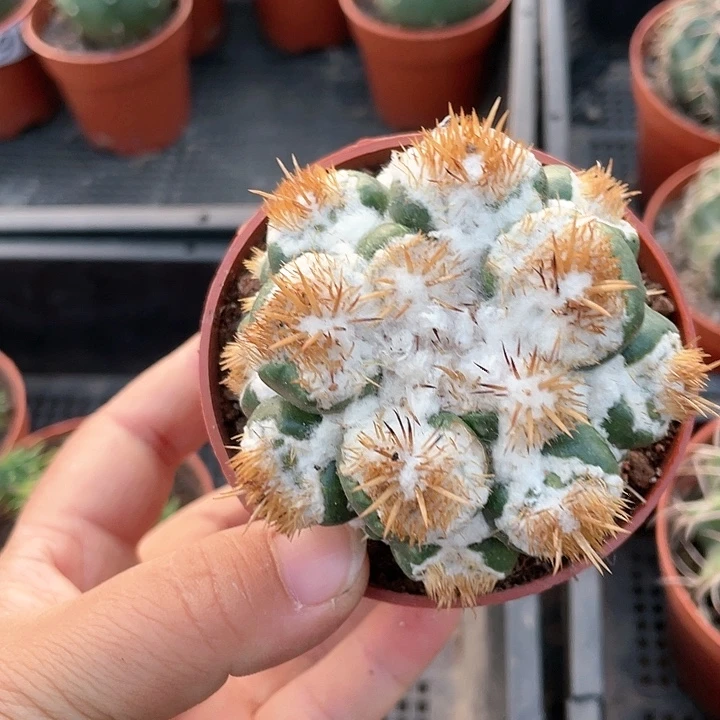 928雪顶象牙刺缀