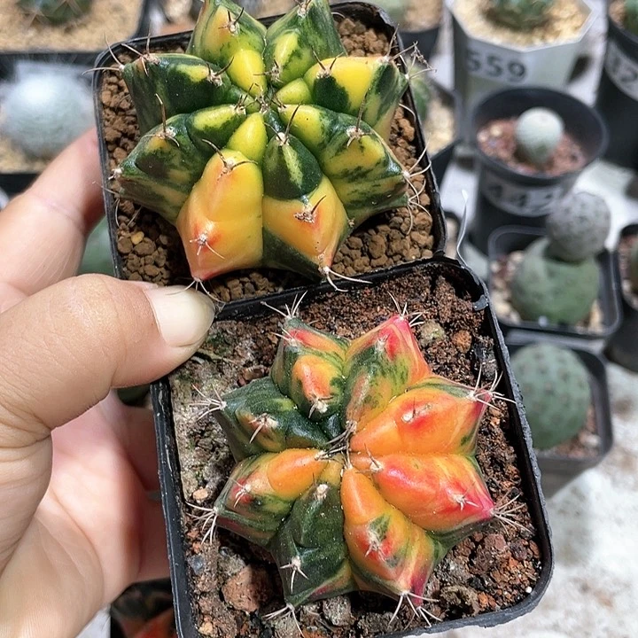 563实生米哈自然锦2颗