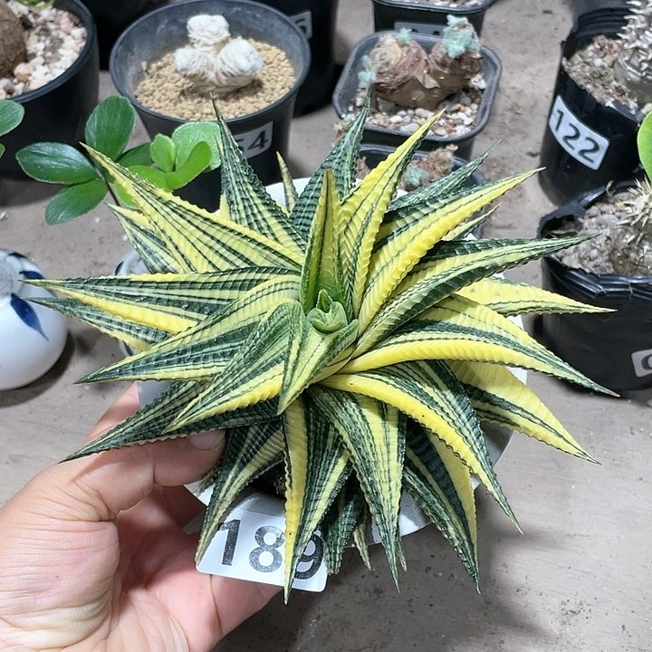 189超大琉璃殿锦