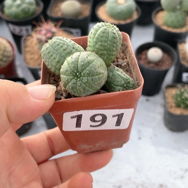 191布纹球多头群