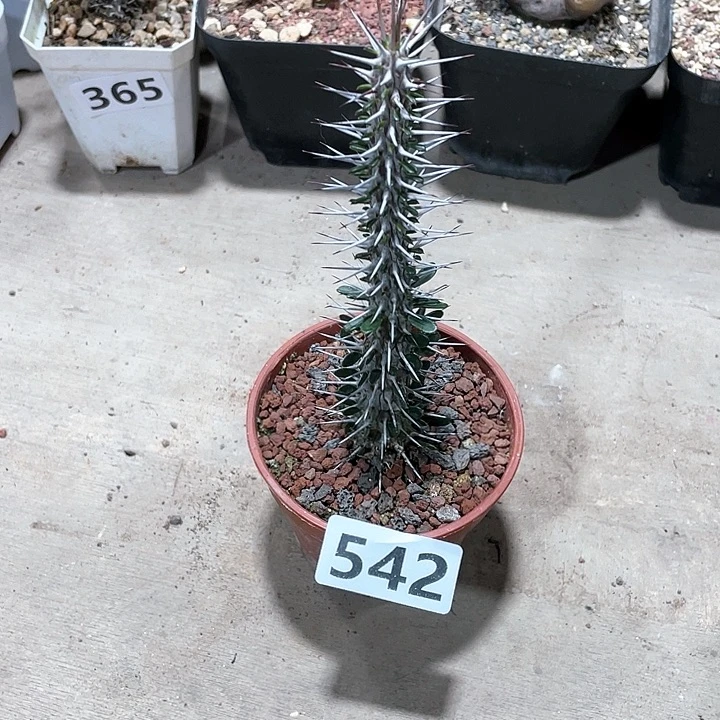 542狂刺地狱魔针