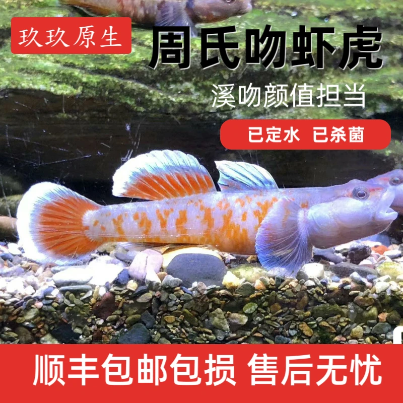 周氏吻虾虎溪吻颜值担当一款爱不释手的小型原生宠吃黑客虾肉红虫