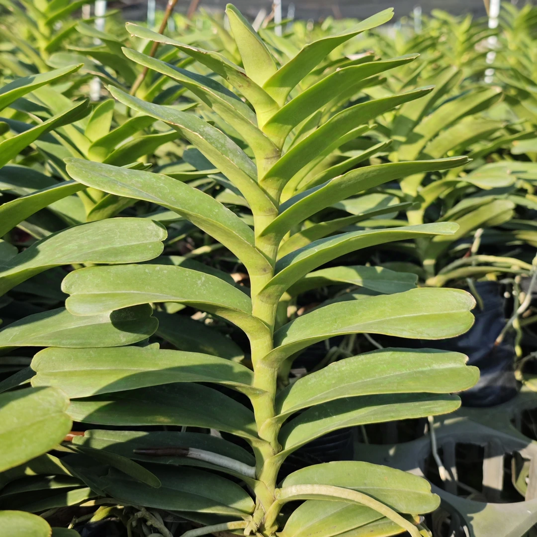 【成熟株】红花火焰兰（五对半叶子以上）基地直发