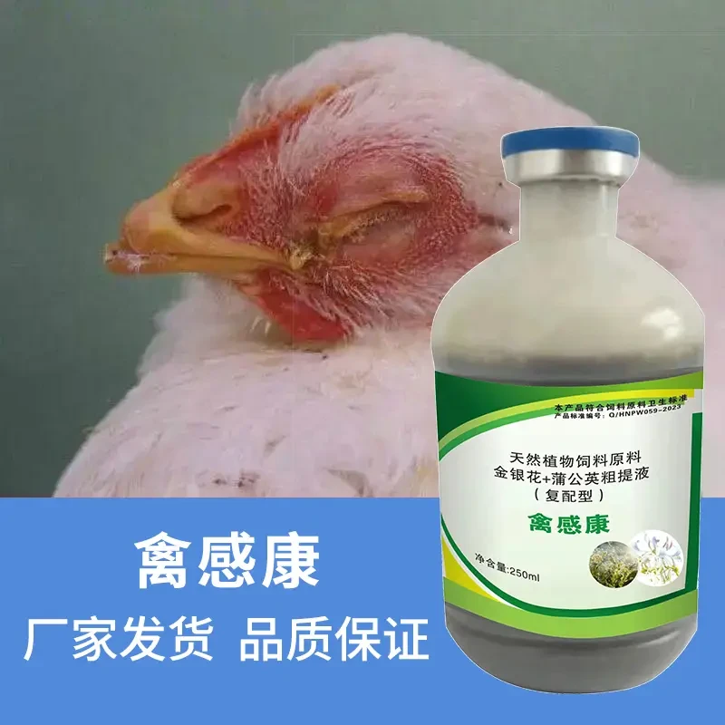 禽感康鸡鸭鹅鸽子家禽羽毛散乱瞌睡闭眼翅膀下垂卧底不起精神沉