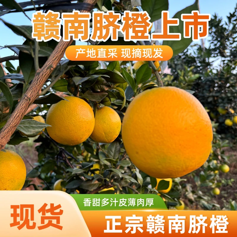 正宗赣南脐橙新鲜橙子现摘现发产地直发当季水果生态果花皮