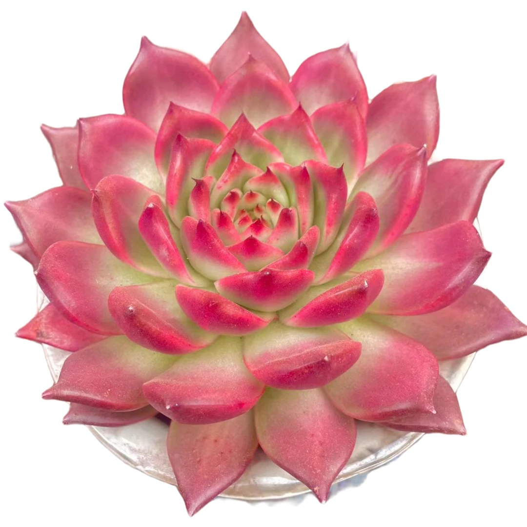 钻石贝拉多肉植物   新手好养满9.9包邮直播间为标准专业精选精养