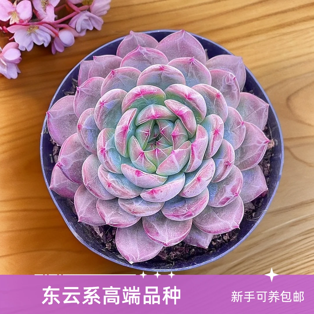 红鸾精品 胖大嫂多肉  新手好养满9.9包邮以直播间为标准精选精养