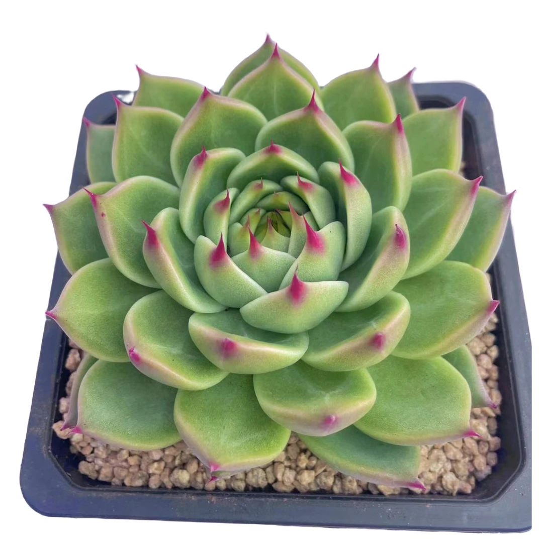 圆叶托斯卡内利多肉植物 新手好养满9.9包邮以直播间为标准 星花