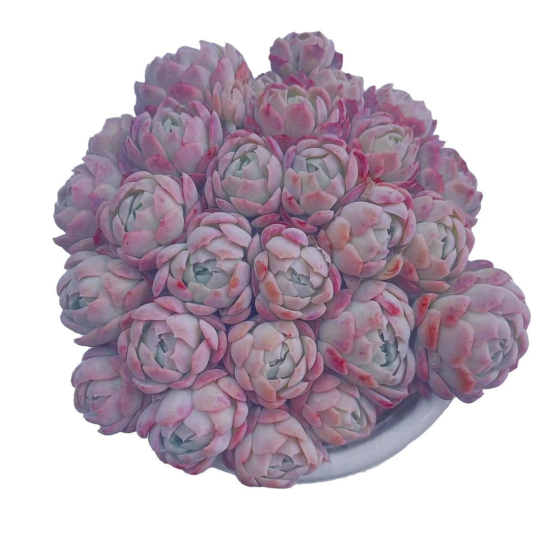 香水贝瑞精品多肉  新手好养满9.9包邮直播间标准发货 星花怒放