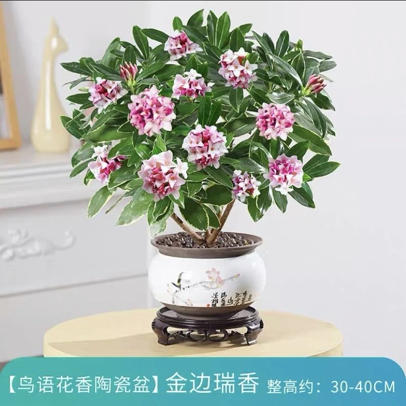 浓香型金边瑞香室内带花苞瑞香盆栽耐寒好养家庭好养花卉