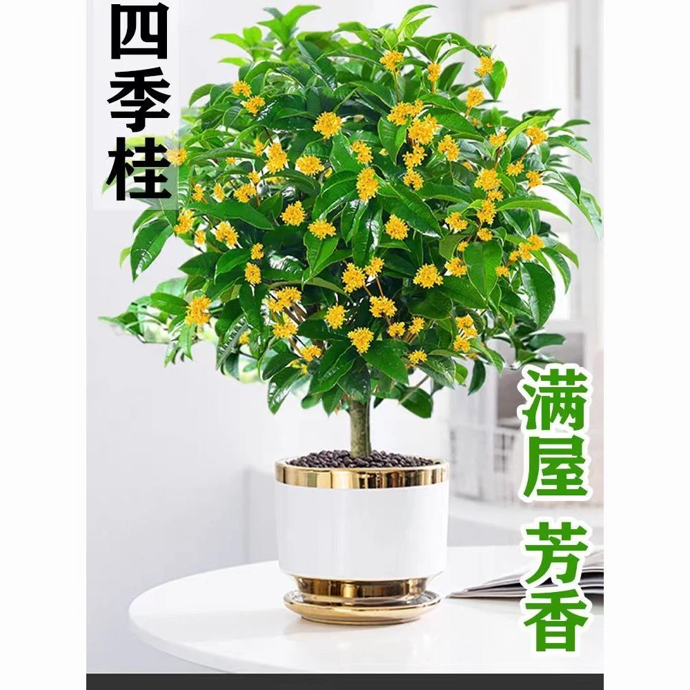 带花苞】四季桂花树好养浓香型盆栽阳台庭院金桂花卉老桩室内易活