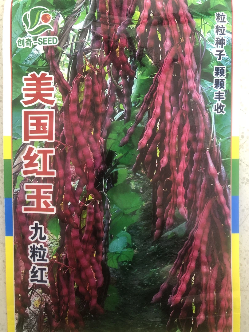 美国红玉九粒红豆角