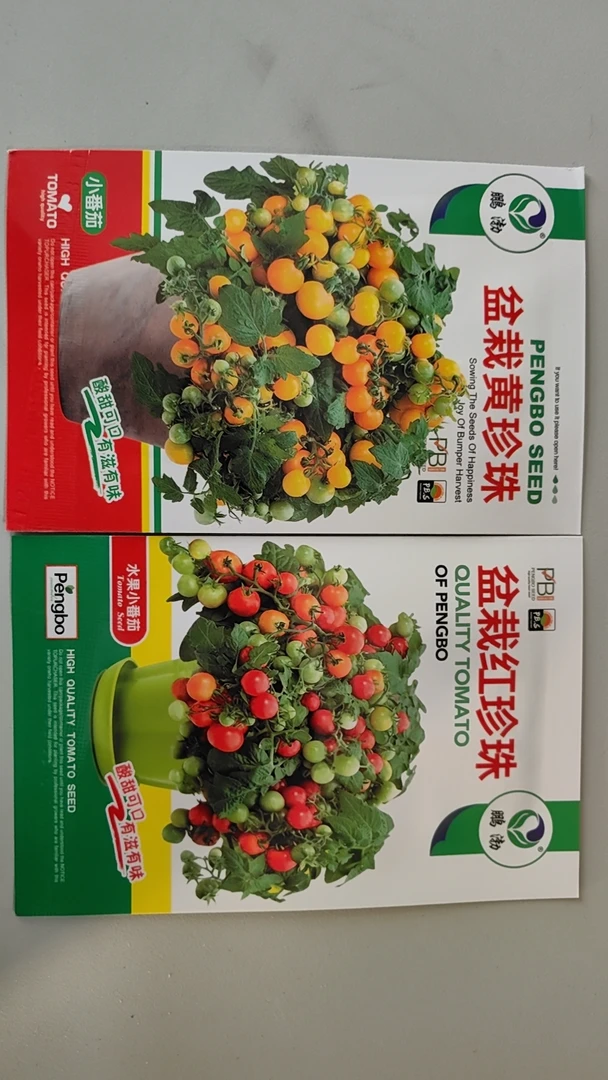 盆栽（红+黄）珍珠柿子种子