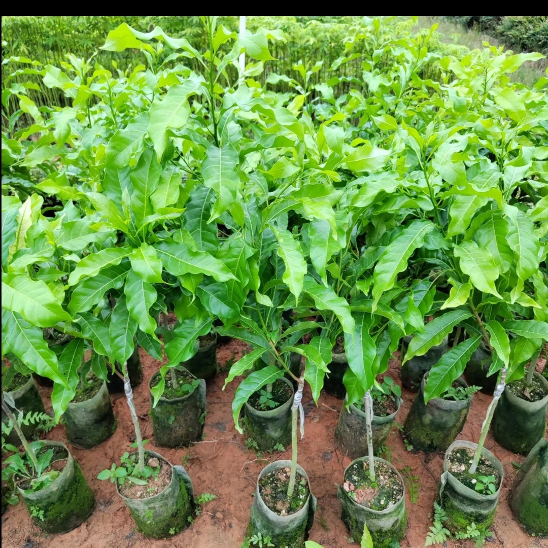 洋仔精选黄晶果～一物一拍