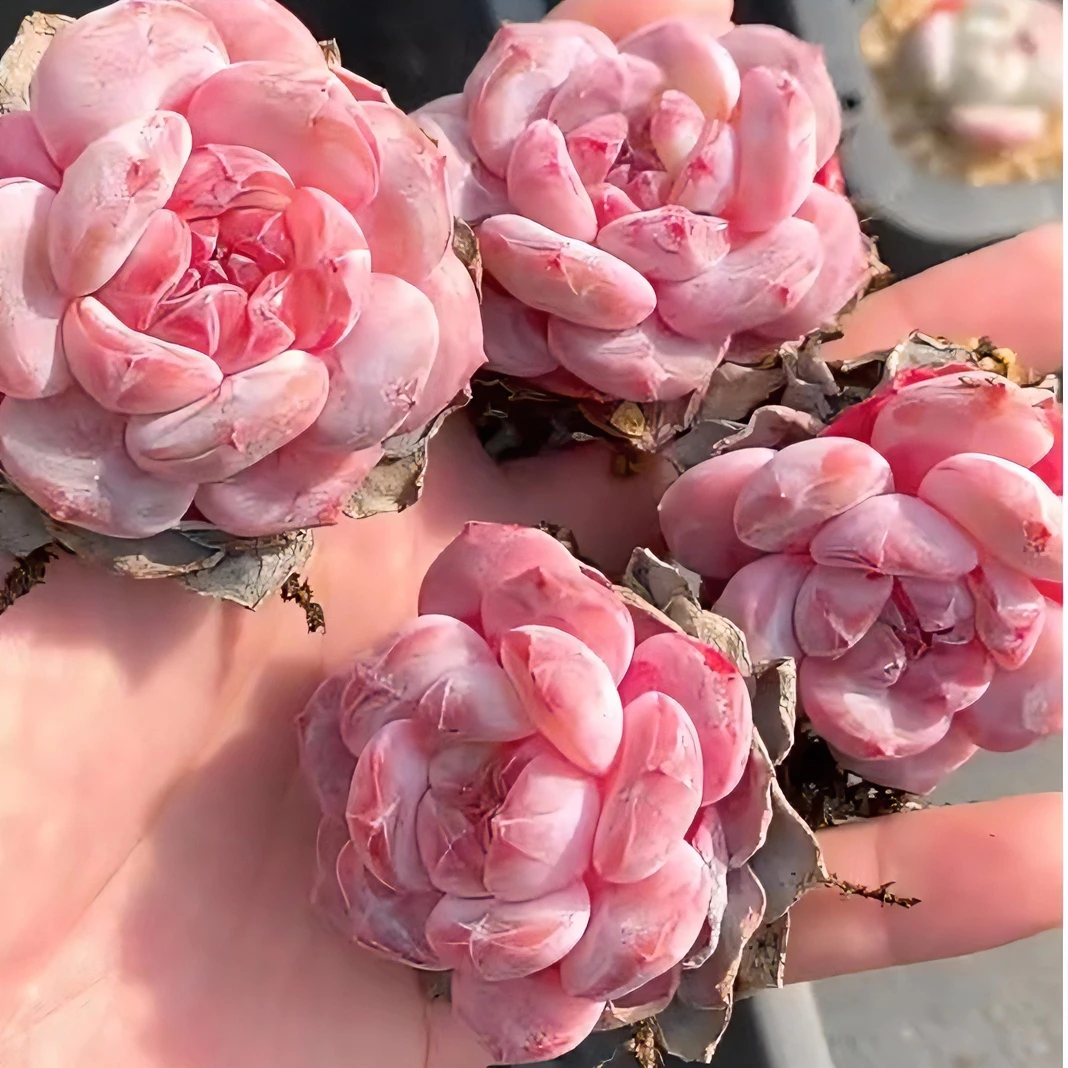 多肉植物直播付款连接打开找价格
