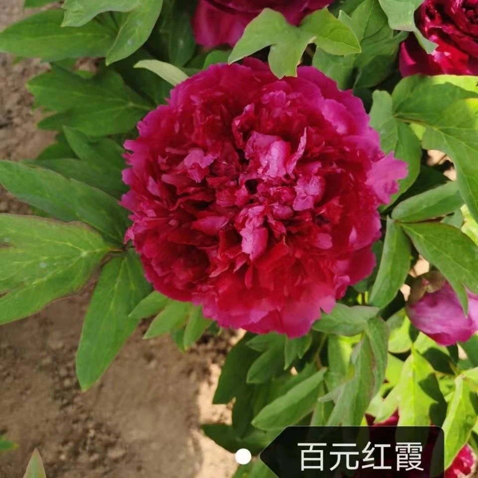 【百园红霞】盆栽牡丹，菏泽基地直发