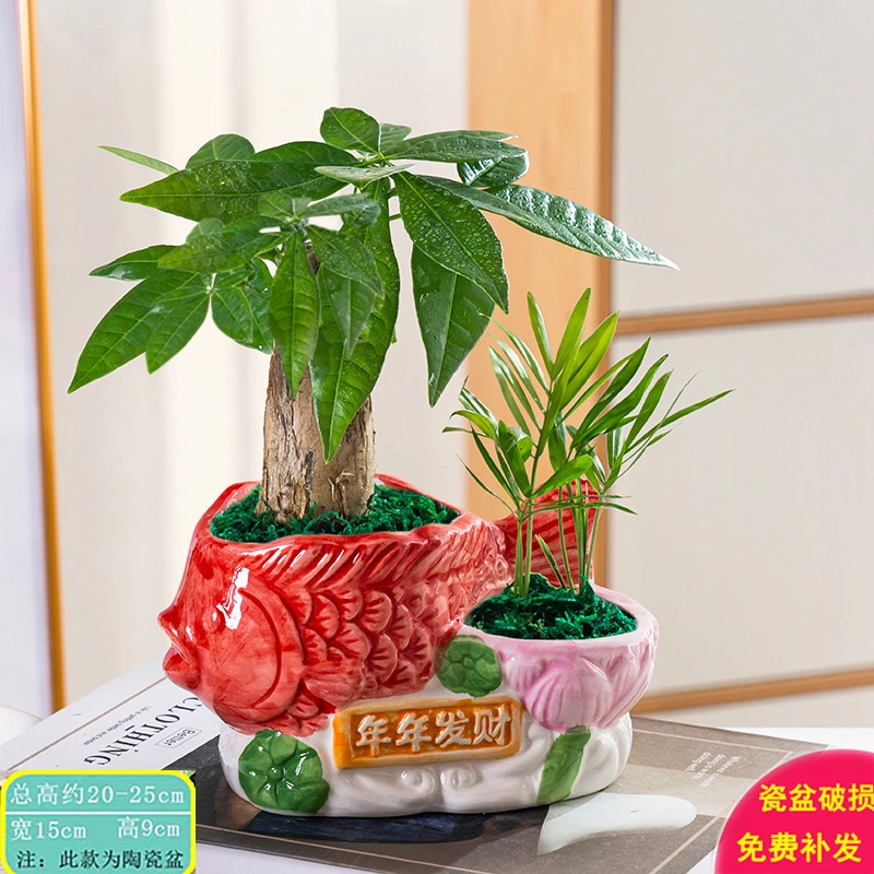 发财树盆栽易活植物室内客厅绿植小盆景四季常青办公室内盆栽花卉