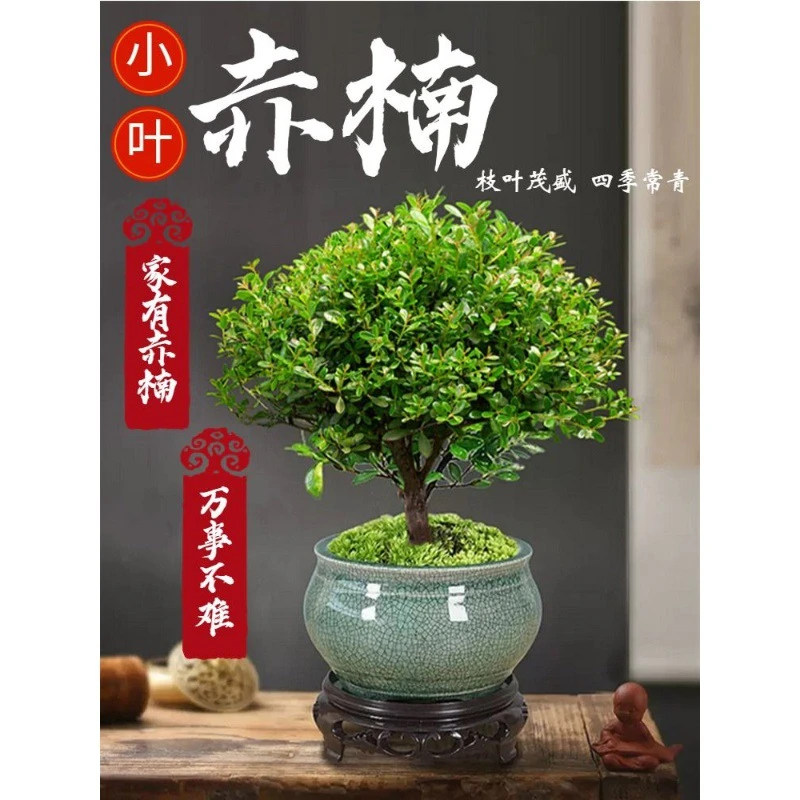 垂钓型植物小叶赤楠老桩盆栽盆景迷你室内花卉办公室绿植好养四季