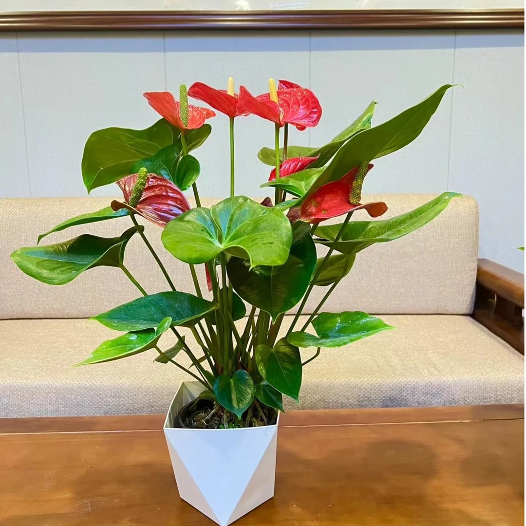 【阿拉巴马】红掌大花大叶植物好养水培土培一年四季常开基地直发