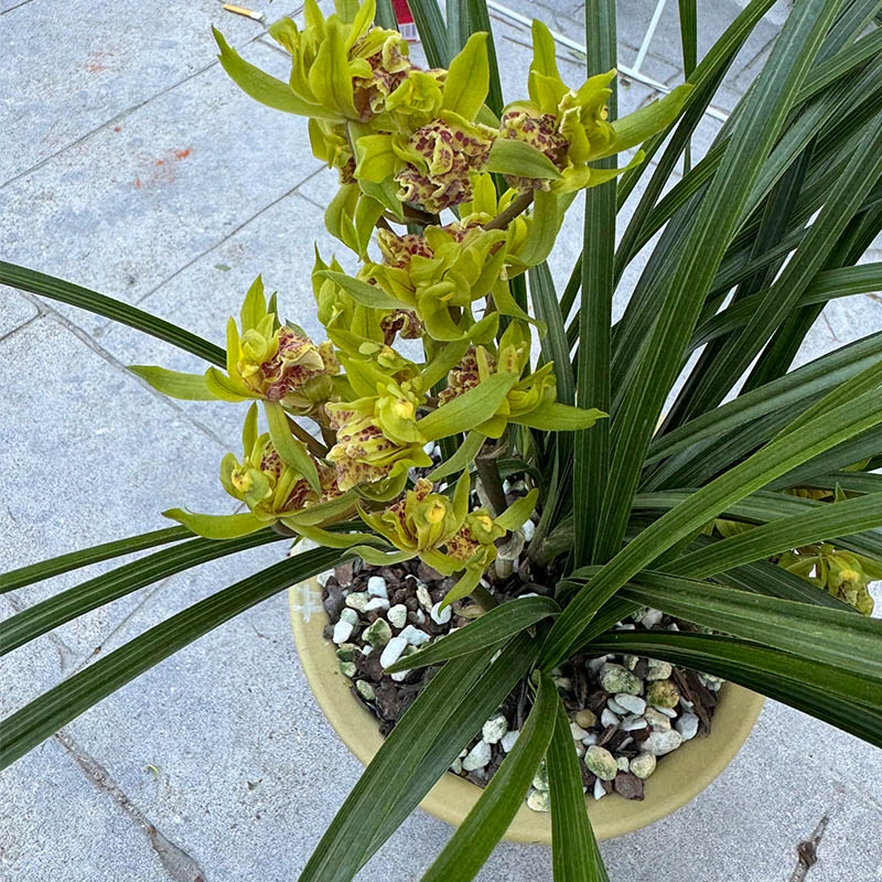 兰花 春兰 蕙兰 绿植园艺种植