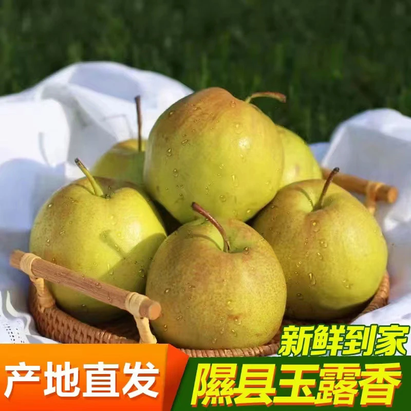 [楚大哥专属]山西正宗玉露香梨新鲜皮薄香酥脆甜水果5斤整箱装