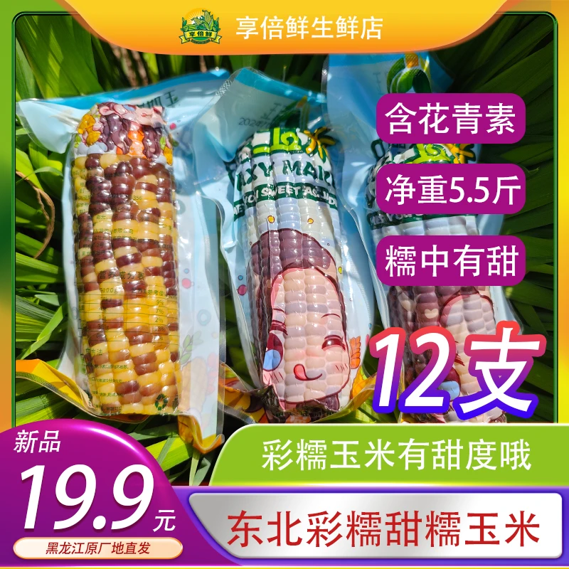 彩糯玉米12根净重2750克富含花青素东北黑龙江直发不够包赔5斤半