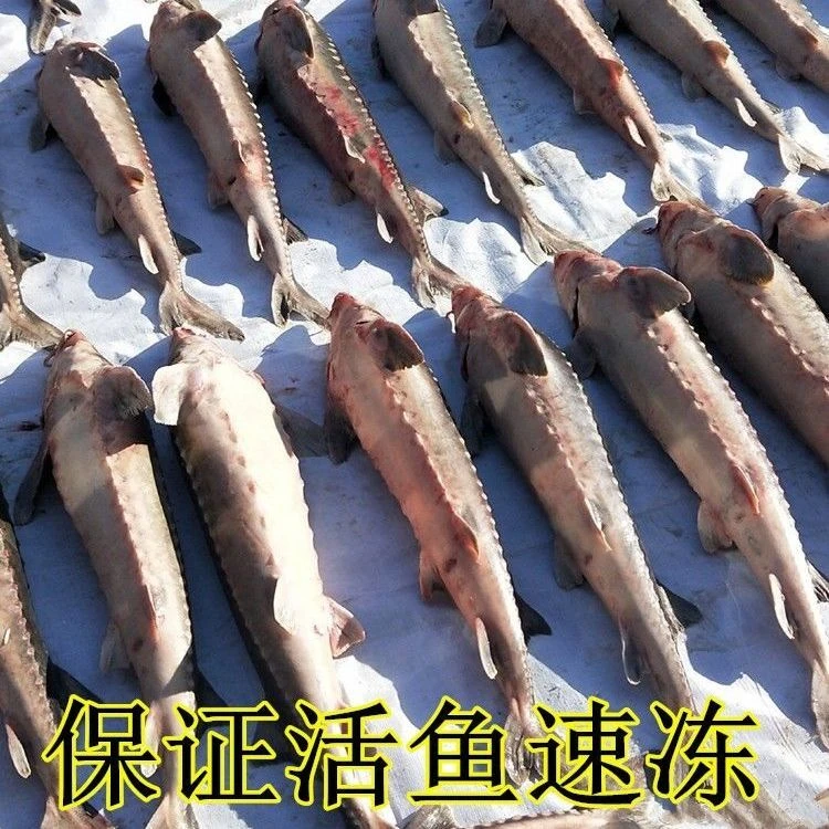 抚远网箱鲟鳇鱼称重