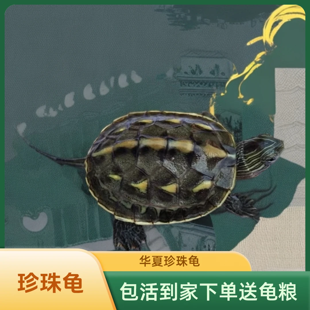 新手套餐一花龟2草龟