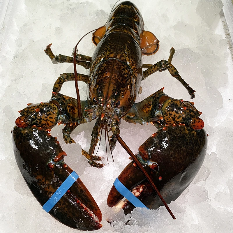 波龙2-5斤活冻龙虾波士顿大龙虾龙波虾海鲜顺丰包鲜包肥不包活