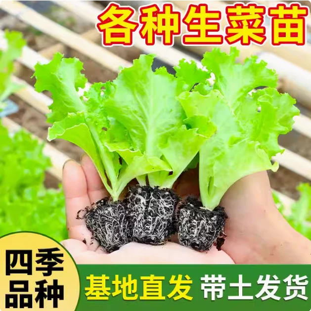 生菜苗速生生菜秧苗阳台种植易成活奶油生菜种苗子四季盆栽蔬菜苗