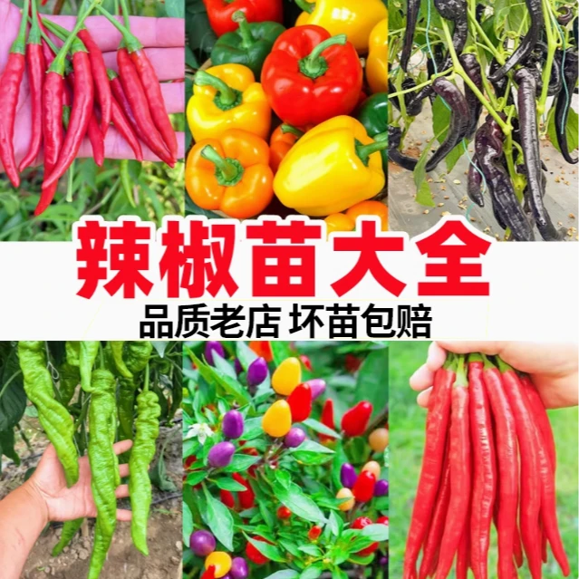 辣椒种苗朝天椒螺丝椒五彩椒线椒美人椒杭椒苗种籽蔬菜苗四季种植