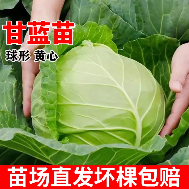 绿甘蓝苗水果甘兰苗圆白菜苗大头菜包心菜秧子春秋季种高产蔬菜苗