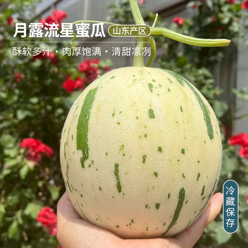 每天水果优选 山东月露蜜瓜 酥软多汁 绵软香甜 当季新鲜包邮