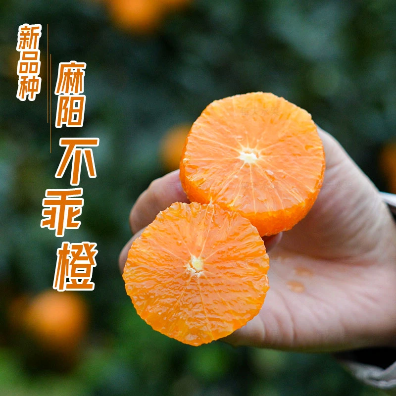 湖南怀化新品种不乖橙口感细腻酸甜多汁似橘如橙当季新鲜