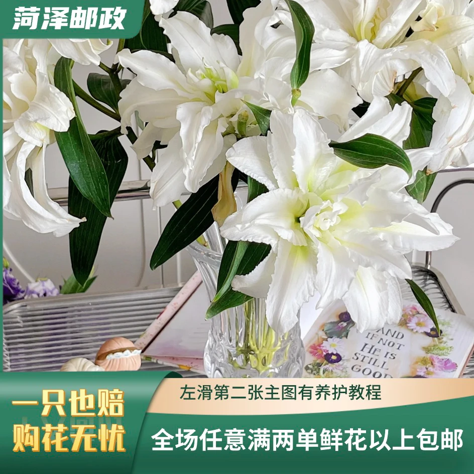 【邮政】爱莎重瓣 白色香水百合 云南鲜花基地直发 现采现发