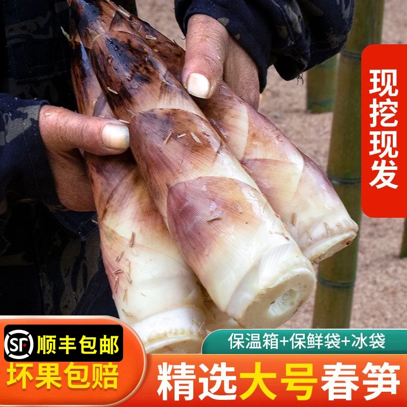 (新春补贴)临安雷笋5斤新鲜春笋冬笋浙江天目山腌笃鲜嫩竹笋3斤