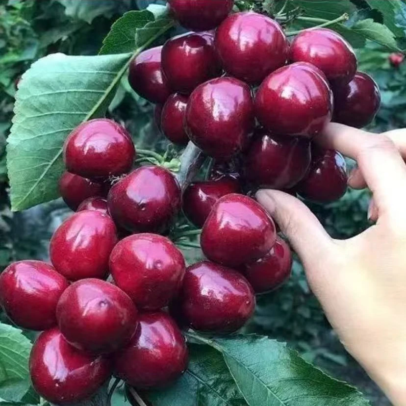 黑珍珠车厘子果树苗大全庭院地栽南北方种植