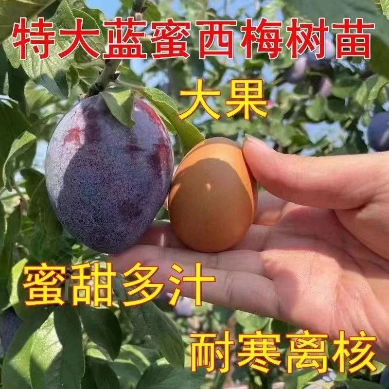 蜂糖李脆脱骨李子树苗大红袍李子苗果树苗大全庭院地栽南北方种植